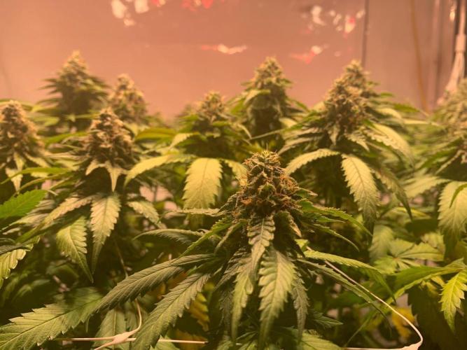 blue zushi,sensi amnesia,blue gelato 41. Week 12