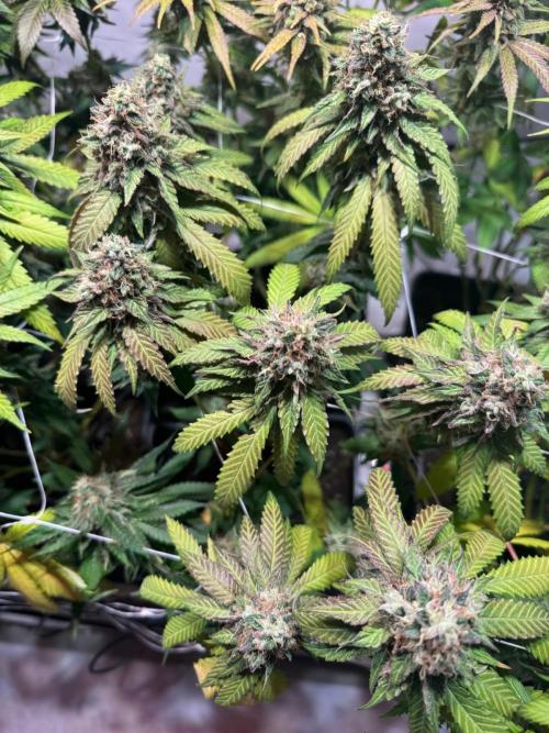 blue zushi,sensi amnesia,blue gelato 41. Week 13 - Sensi Amnesia
