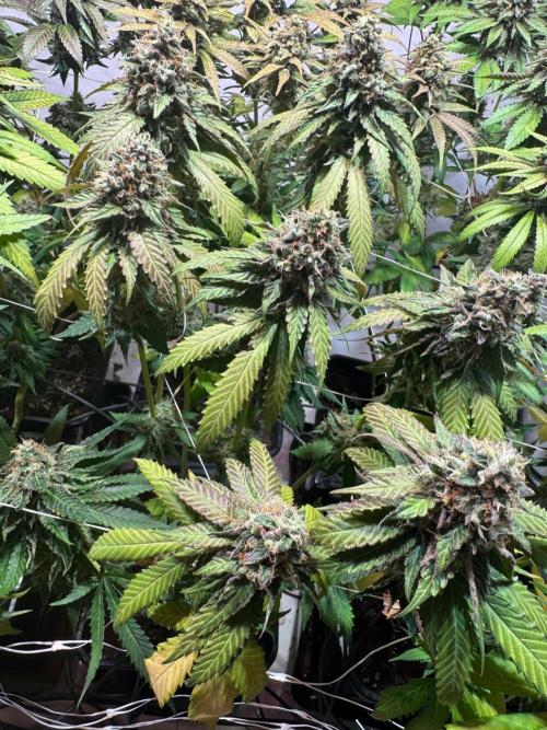 blue zushi,sensi amnesia,blue gelato 41. Week 13 - Sensi Amnesia