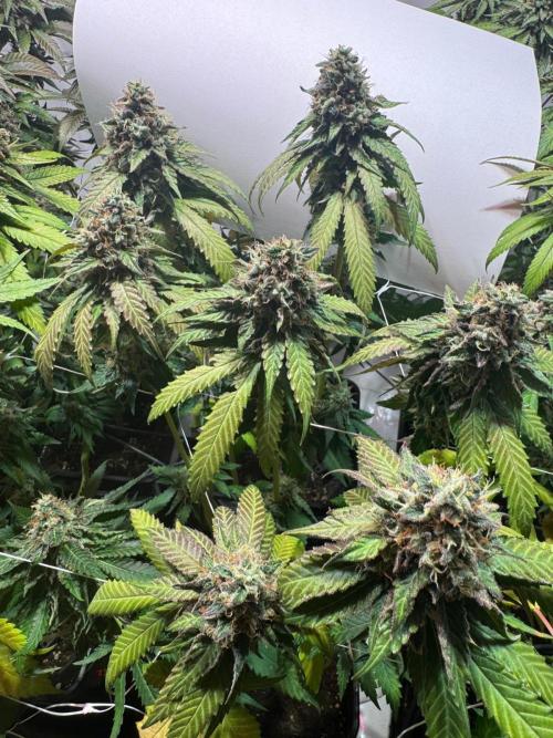 blue zushi,sensi amnesia,blue gelato 41. Week 13 - Sensi Amnesia