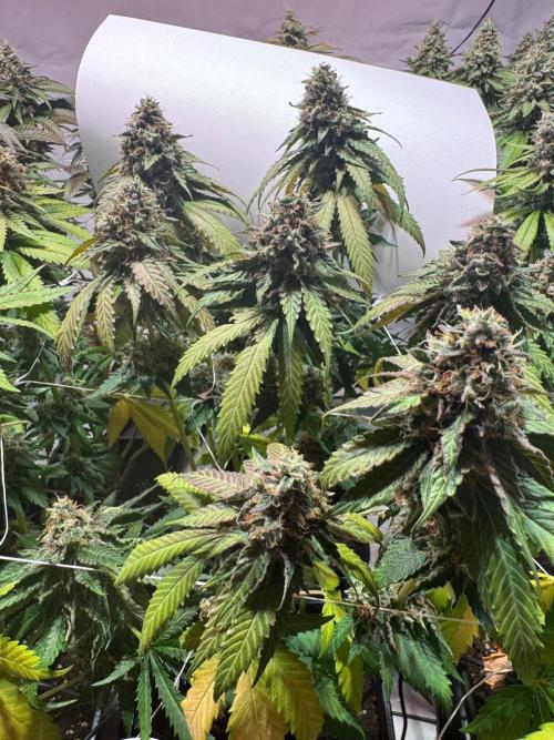 blue zushi,sensi amnesia,blue gelato 41. Week 13 - Sensi Amnesia