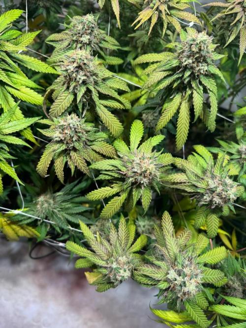 blue zushi,sensi amnesia,blue gelato 41. Week 13 - Sensi Amnesia