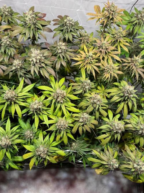 blue zushi,sensi amnesia,blue gelato 41. Week 13