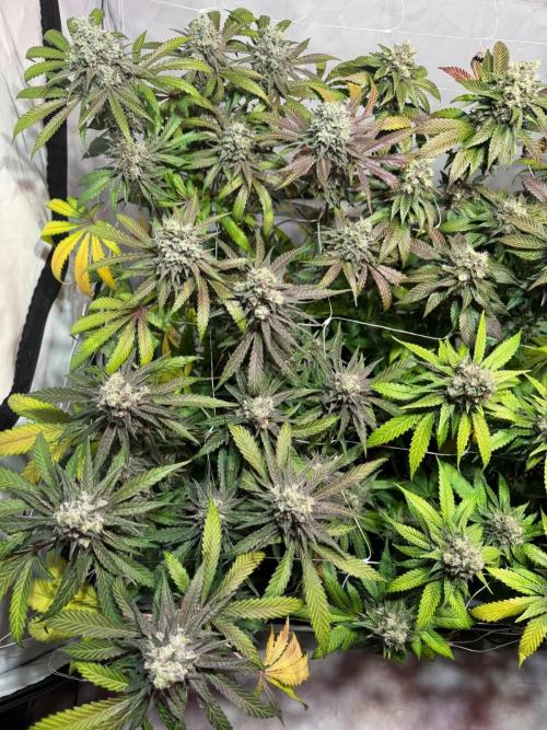 blue zushi,sensi amnesia,blue gelato 41. Week 13