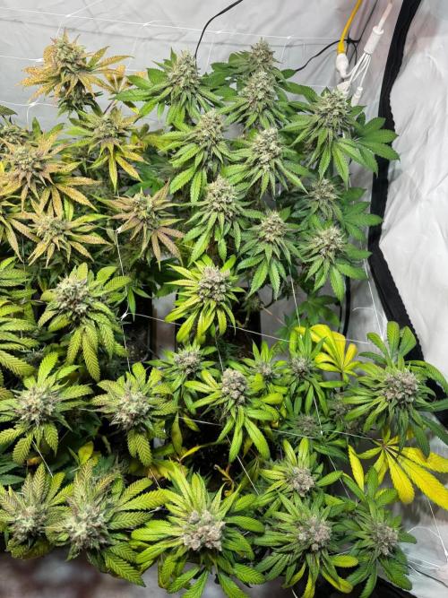 blue zushi,sensi amnesia,blue gelato 41. Week 13