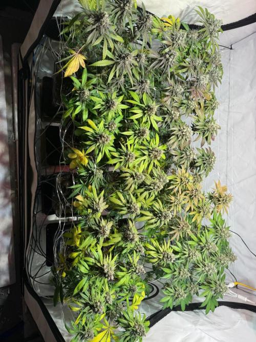 blue zushi,sensi amnesia,blue gelato 41. Week 13