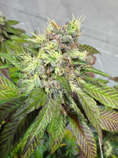 blue zushi,sensi amnesia,blue gelato 41. Week 13