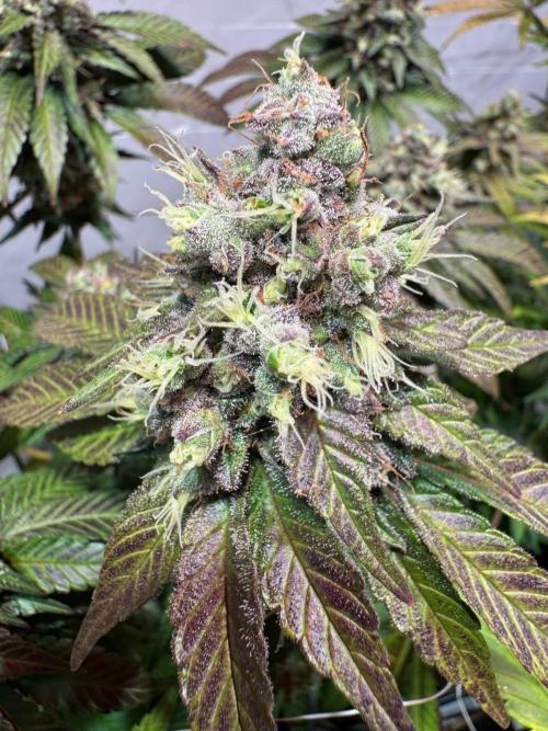 blue zushi,sensi amnesia,blue gelato 41. Week 13
