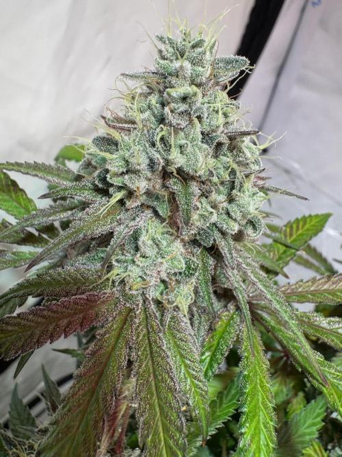 blue zushi,sensi amnesia,blue gelato 41. Week 13