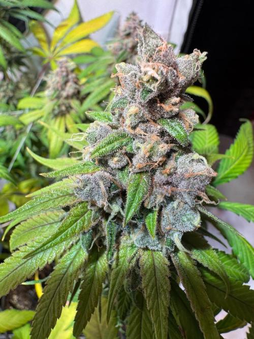 blue zushi,sensi amnesia,blue gelato 41. Week 13
