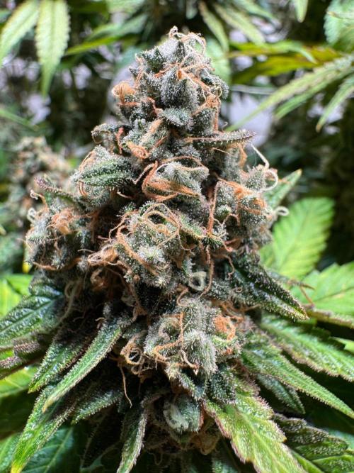 blue zushi,sensi amnesia,blue gelato 41. Week 13 - Sensi Amnesia