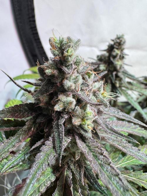 blue zushi,sensi amnesia,blue gelato 41. Week 13