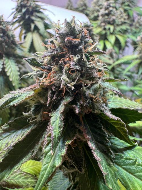 blue zushi,sensi amnesia,blue gelato 41. Week 13 - Sensi Amnesia