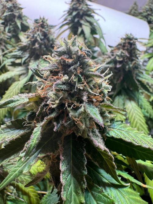 blue zushi,sensi amnesia,blue gelato 41. Week 13 - Sensi Amnesia