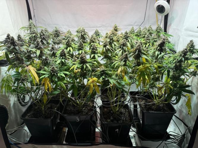 blue zushi,sensi amnesia,blue gelato 41. Week 13