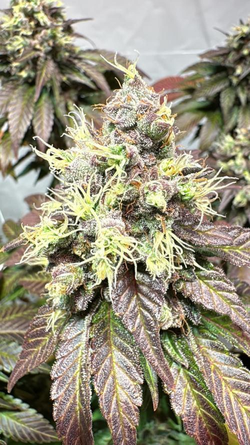 blue zushi,sensi amnesia,blue gelato 41. Week 14