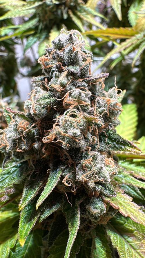 blue zushi,sensi amnesia,blue gelato 41. Week 14