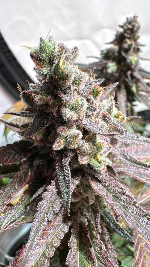blue zushi,sensi amnesia,blue gelato 41. Week 14
