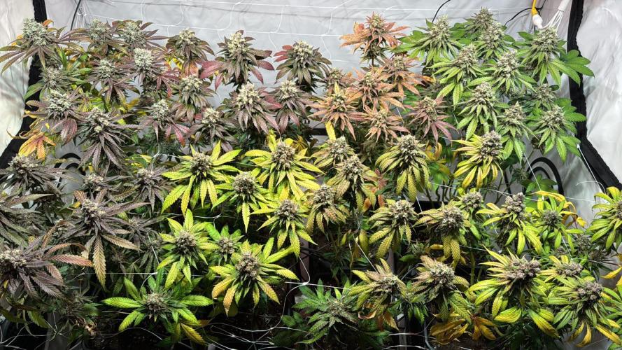 blue zushi,sensi amnesia,blue gelato 41. Week 14