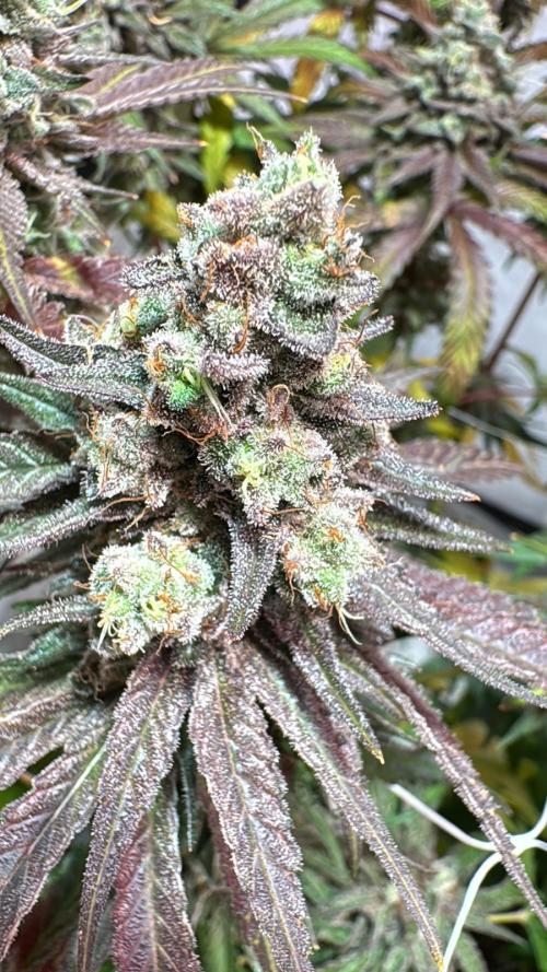 blue zushi,sensi amnesia,blue gelato 41. Week 14