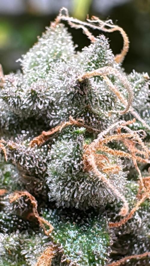 blue zushi,sensi amnesia,blue gelato 41. Week 14