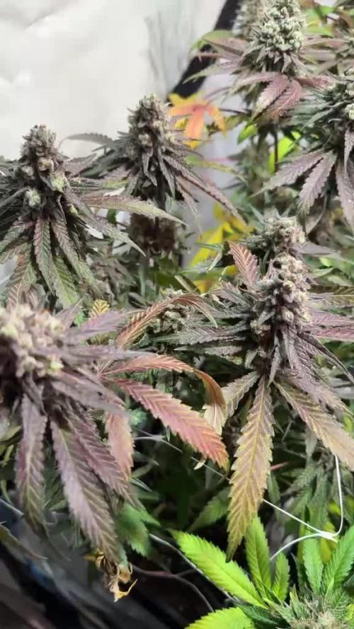 blue zushi,sensi amnesia,blue gelato 41