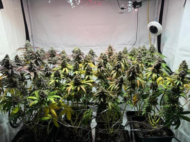 blue zushi,sensi amnesia,blue gelato 41. Week 14