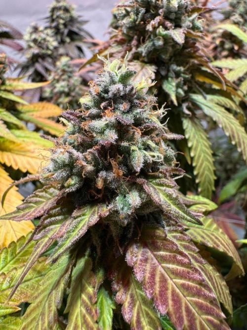 blue zushi,sensi amnesia,blue gelato 41. Week 14