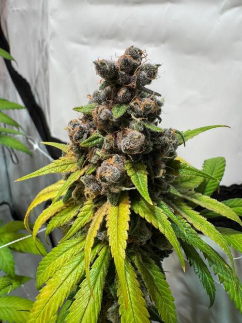 blue zushi,sensi amnesia,blue gelato 41. Week 14