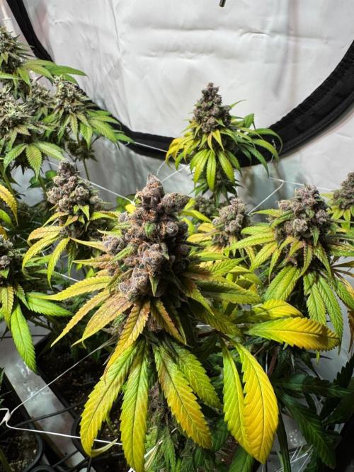 blue zushi,sensi amnesia,blue gelato 41. Week 14
