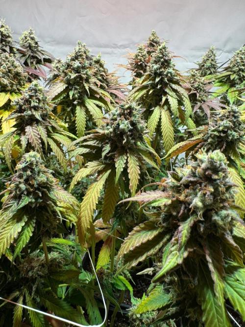 blue zushi,sensi amnesia,blue gelato 41. Week 14