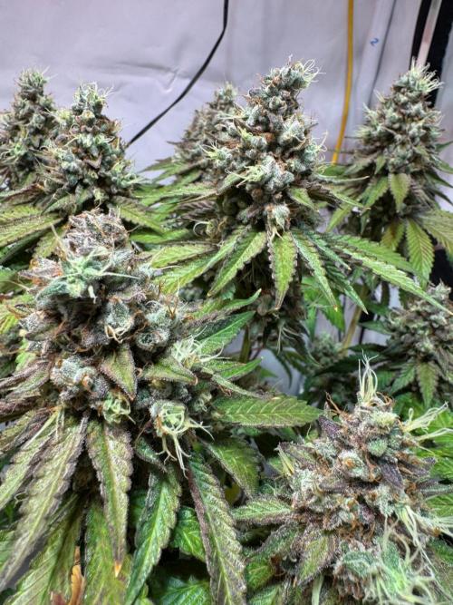 blue zushi,sensi amnesia,blue gelato 41. Week 14