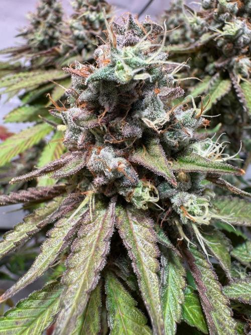 blue zushi,sensi amnesia,blue gelato 41. Week 14