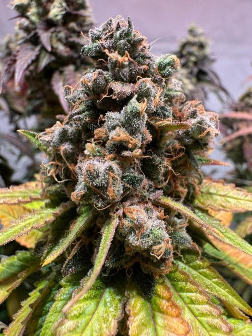 blue zushi,sensi amnesia,blue gelato 41. Week 14