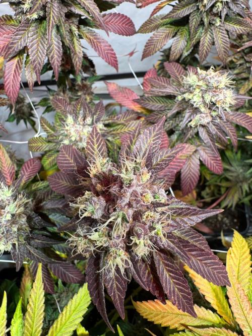 blue zushi,sensi amnesia,blue gelato 41. Week 14