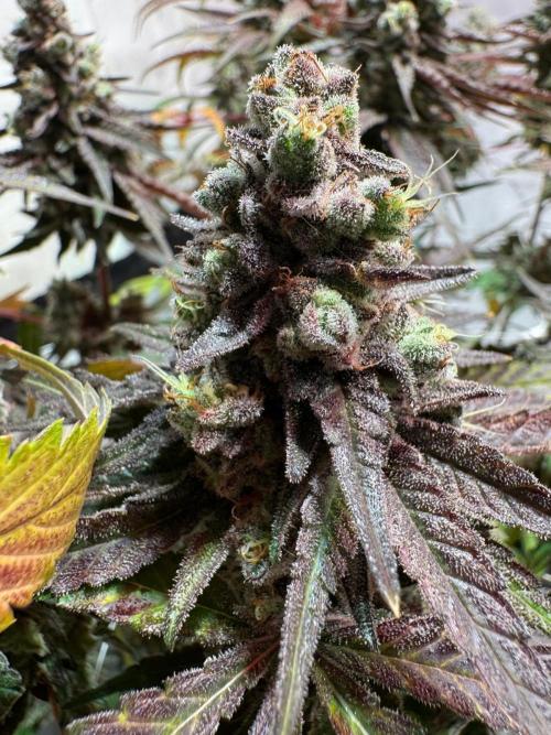 blue zushi,sensi amnesia,blue gelato 41. Week 14