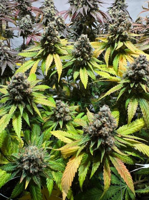 blue zushi,sensi amnesia,blue gelato 41. Week 14