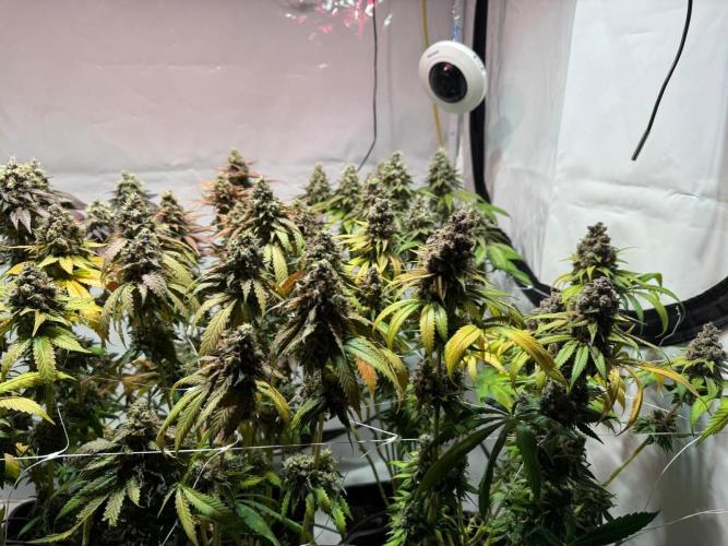 blue zushi,sensi amnesia,blue gelato 41. Week 14