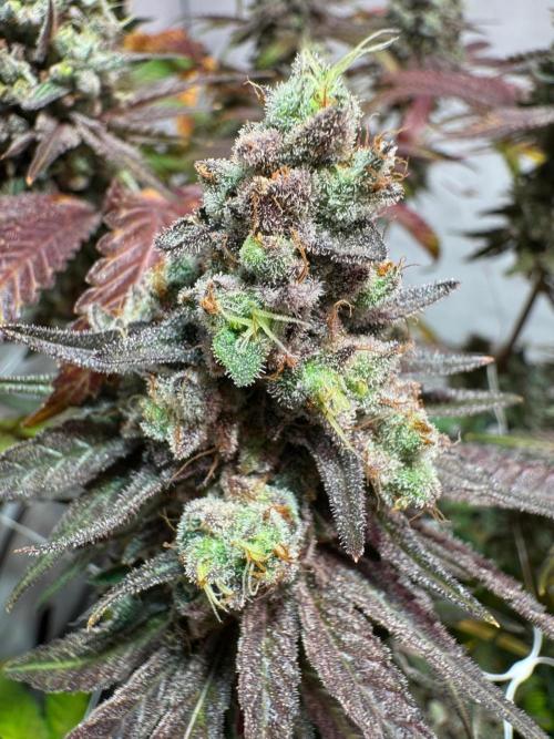 blue zushi,sensi amnesia,blue gelato 41. Week 14