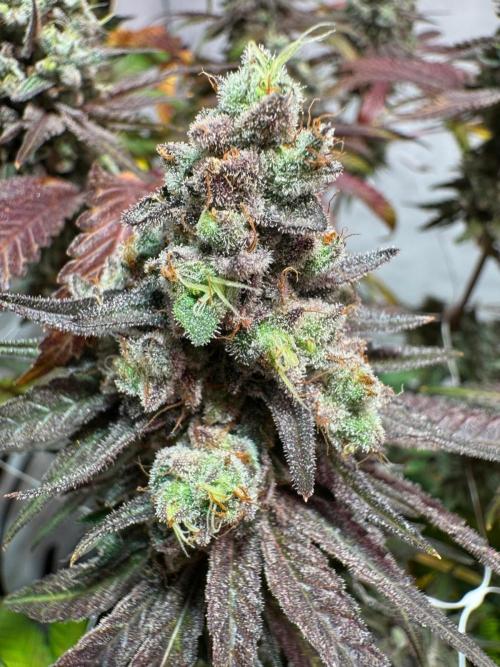 blue zushi,sensi amnesia,blue gelato 41. Week 14
