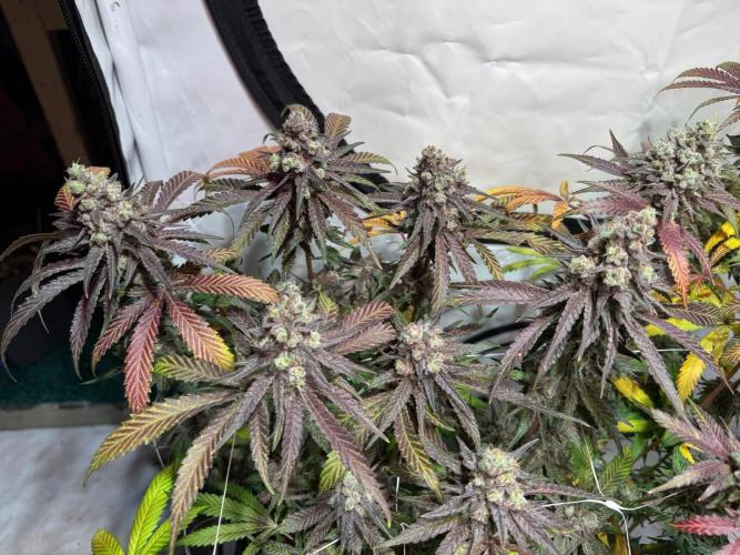 blue zushi,sensi amnesia,blue gelato 41. Week 14