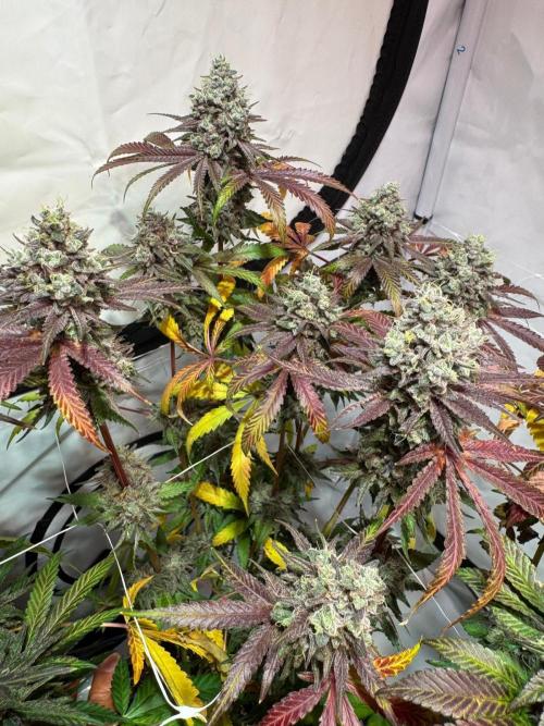 blue zushi,sensi amnesia,blue gelato 41. Week 14