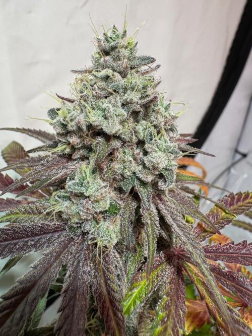 blue zushi,sensi amnesia,blue gelato 41. Week 14