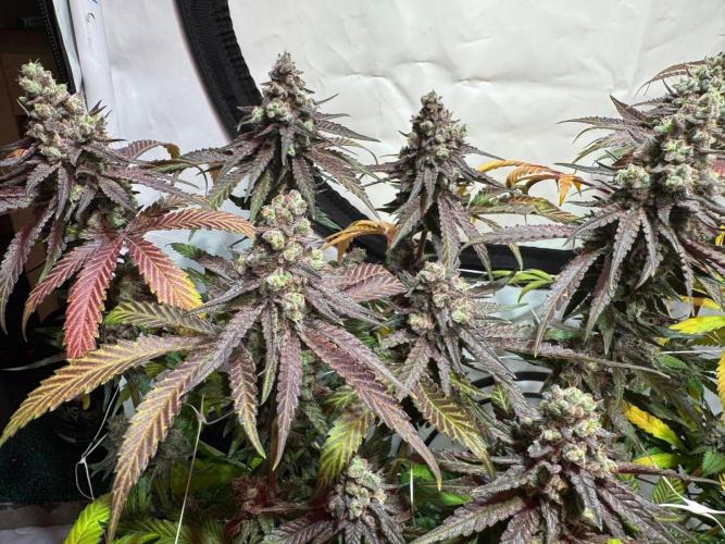 blue zushi,sensi amnesia,blue gelato 41. Week 14