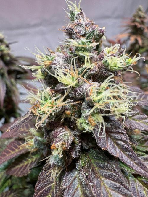 blue zushi,sensi amnesia,blue gelato 41. Week 14
