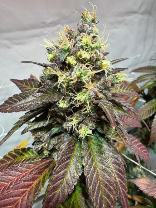 blue zushi,sensi amnesia,blue gelato 41. Week 14