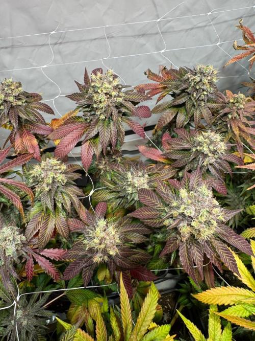 blue zushi,sensi amnesia,blue gelato 41. Week 14