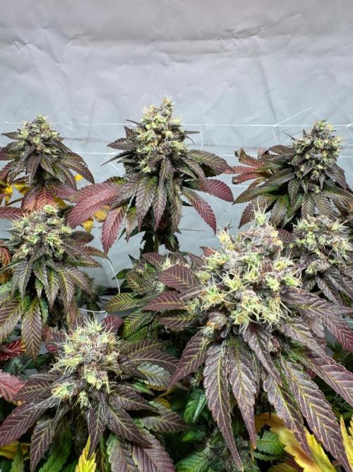 blue zushi,sensi amnesia,blue gelato 41. Week 14