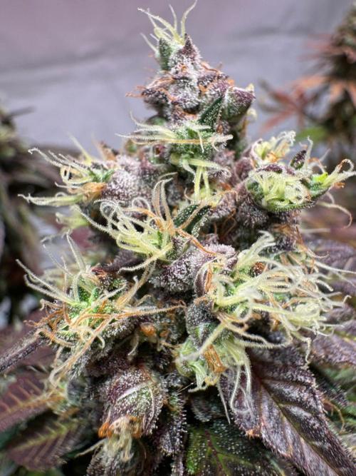 blue zushi,sensi amnesia,blue gelato 41. Week 14