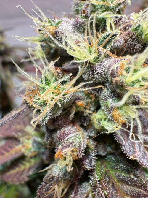 blue zushi,sensi amnesia,blue gelato 41. Week 14